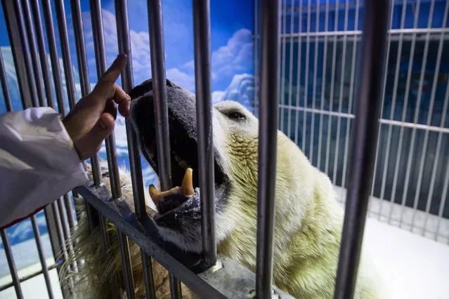 A handler plays with a polar bear at its cage at the Harbin Polarland Aquarium during the annual Harbin International Ice and Snow Festival in Harbin, Heilongjiang province, China, 06 January 2019. The aquarium is one of several local highlights that attracts tourists who are in town for the International Ice and Snow Festival. (Photo by Roman Pilipey/EPA/EFE)