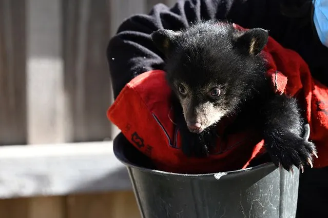 One of the two female black bears born on February 4 undergoes its first medical examination at Sainte-Croix animal park in Rhodes, eastern France on April 12, 2022. (Photo by Jean-Christophe Verhaegen/AFP Photo)
