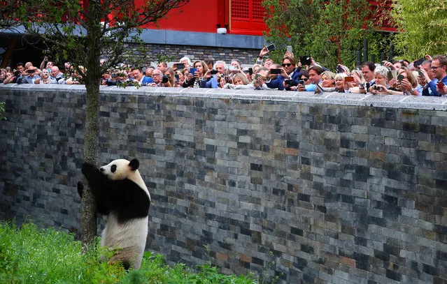Visitors watch giant panda Wu Wen at the Ouwehands Zoo in Rhenen City, the Netherlands, May 30, 2017. Giant pandas Wu Wen and Xing Ya, both three and half years old, staged an enchanting debut on Tuesday at the Ouwehands Zoo, where they will stay for 15 years. (Photo by Gong Bing/Xinhua/Barcroft Images)