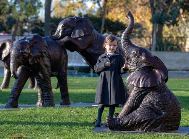 Schoolchildren unveil 21 bronze life-sized elephants at Marble Arch in London, England on December 4, 2019. The sculptures, by artists Gillie and Marc, have been created to highlight the plight of the species which could face extinction by 2040. (Photo by Mark Thomas/Rex Features/Shutterstock)