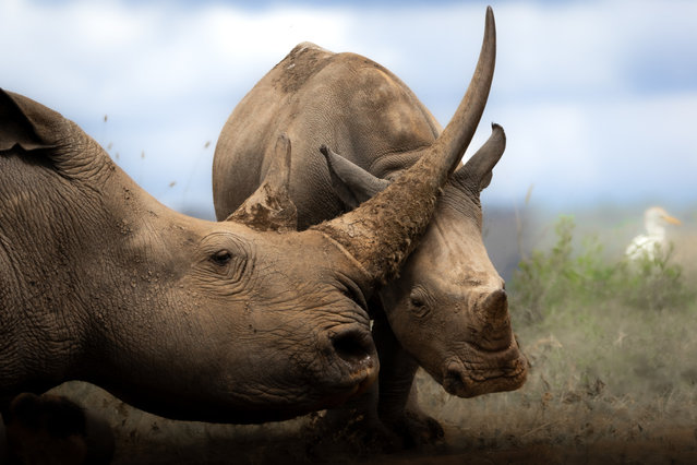 A white rhino mother and calf at Nairobi National Park, Kenya in May 2024. (Photo by Remi Vacher/Media Drum Images)