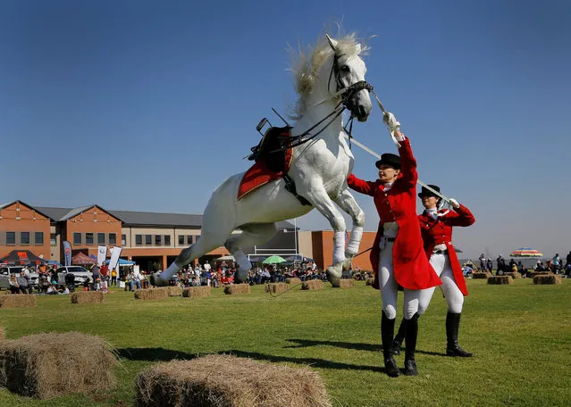 A rider helps her Lipizzaner perform a “Capriole”, or jump off the ground with all four legs, during a demonstration of the horses' riding skills at the elite Blue Hills Estate School by the South African Lipizzaners school in Johannesburg, South Africa, 04 June 2017. Horses where trained to perform this during war time so as to de-capitate soldiers. Lipizzaner horses are a noble horse breed that traces its lineage back to the late 15th century. These horses were originally bred by royalty and valued in military skirmishes for the fast and light qualities. The South African Lipizzaners School has thirty horses and performs weekly shows on a Sunday for the public, together with outdoor shows. The school has student riders who train for eight months before qualifying as Lipizzaner riders. Lipizzaner have a few defining physical characteristics and breeding standards have not changed in over 400 years. Born black, their hair slowly changes into a white color as they reach adulthood. They stand approx. 157cm tall and can weigh 700kg. (Photo by Kim Ludbrook/EPA)