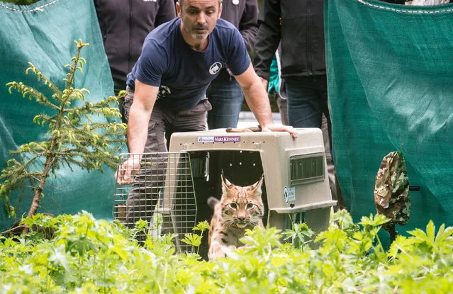 A member of the Athenas centre opens a cage to release a lynx into the wild, on May 31, 2016 in L'etoile, eastern France. Two one-year-old lynx were released in the massif du Jura, on May 31 and June 1, 2016. (Photo by Sebastien Bozon/AFP Photo)