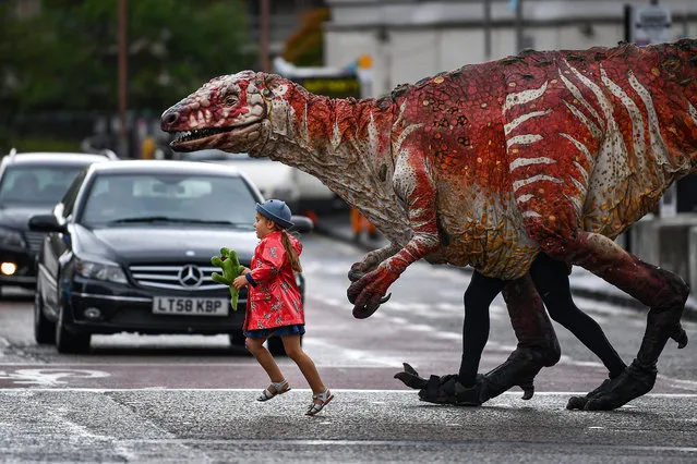 Freya Smith aged three, leads one of Erth’s giant dinosaur puppets across the road on August 6, 2019 in Edinburgh, Scotland. Australian theatre company Erth presents their best-selling show Dinosaur’s Zoo as part of Underbelly’s Fringe programme. Featuring giant dinosaur puppets which walk, roar and blink like the real thing, Dinosaur’s Zoo is a perfect example of edutainment for children of all ages, taking place at the McEwan Hall every day of the Fringe at 11am. (Photo by Jeff J. Mitchell/Getty Images)