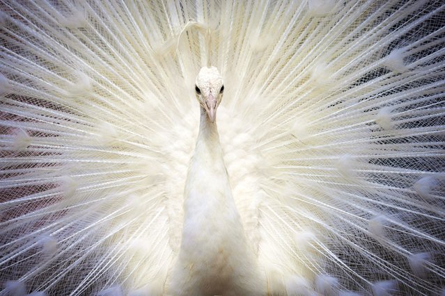 A leucistic peacock, which has snow-white feathers due to a genetic condition, at Blackpool Zoo, Lancashire, September 2024. A common misconception is that all white peacocks are albinos and although albino peacocks do exist, for the most part, their snow-white appearance is a result of a genetic condition called leucism. Leucism covers a wide variety of conditions that result in partial loss of pigmentation in an animal, causing white, pale, or patchy colouration of the skin and feathers. (Photo by Helen Black/Media Drum Images)