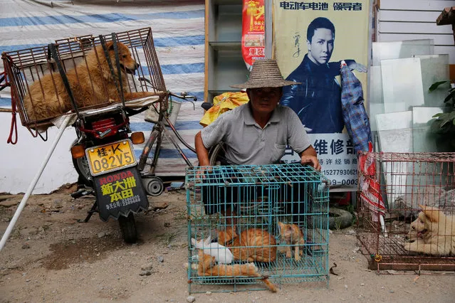A vendor waits for buyers beside dogs and cats for sale at a market in Yulin city, southern China's Guangxi province, 20 June 2016. Yulin dog meat festival will fall on 21 June 2016, the day of summer solstice, a day that many local people celebrate by eating dog meat, causing escalating conflicts between activists and dog vendors. (Photo by Wu Hong/EPA)