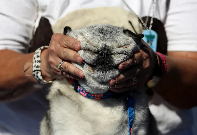 A dog named Grovie from Santa Rosa, California, looks on during judging at the 2016 World's Ugliest Dog contest at the Sonoma-Marin Fair on June 24, 2016 in Petaluma, California. (Photo by Justin Sullivan/Getty Images)