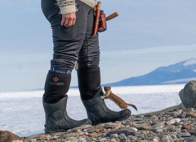 Scientists trekking for days to the undisputed furthest north land point on the planet, in October 2024 were greeted by an unexpected welcoming party: a stoat, whom they named Randall. The team were heading to Kaffeklubben Island, also known as Inuit Qeqertaat, off the northern tip of Greenland, about 440 miles from the North Pole, when Randall emerged from a cairn of rocks, showing no fear as he went to investigate them. (Photo by Jeff Kerby/Magnus News)