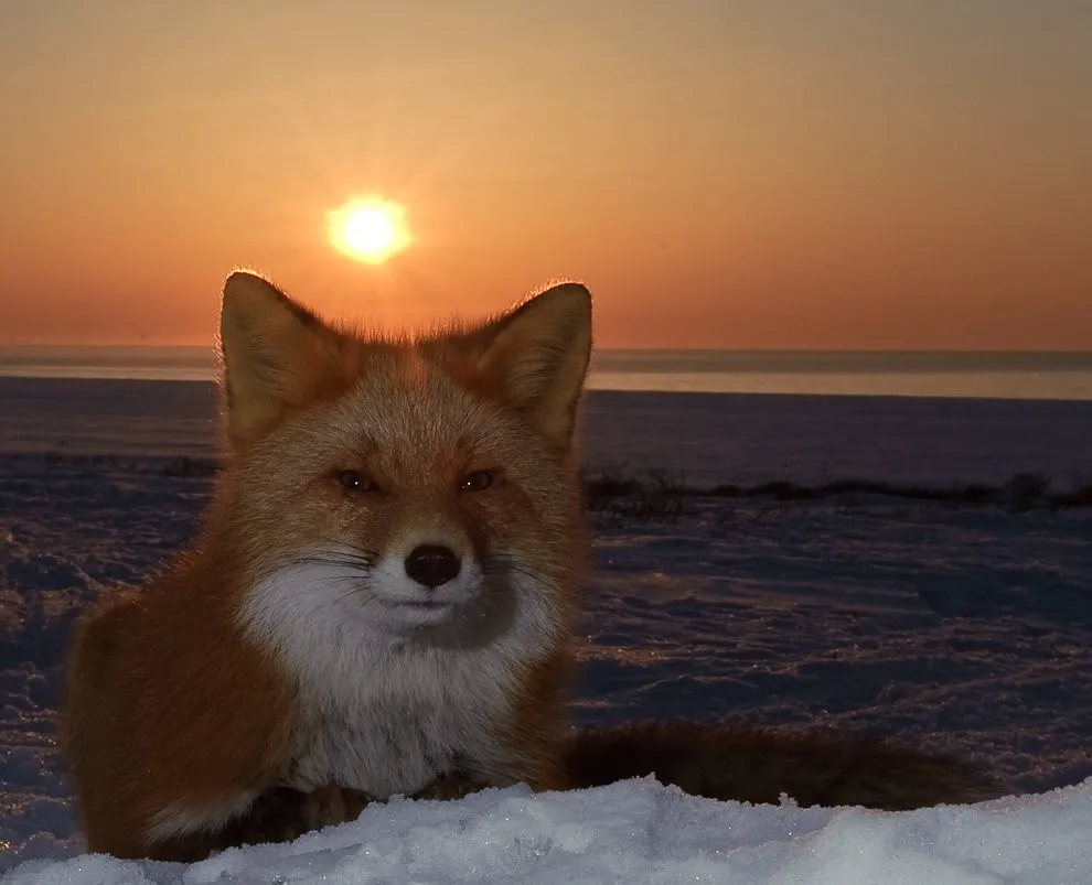 Fox's Kamchatka by Sergey Gorshkov
