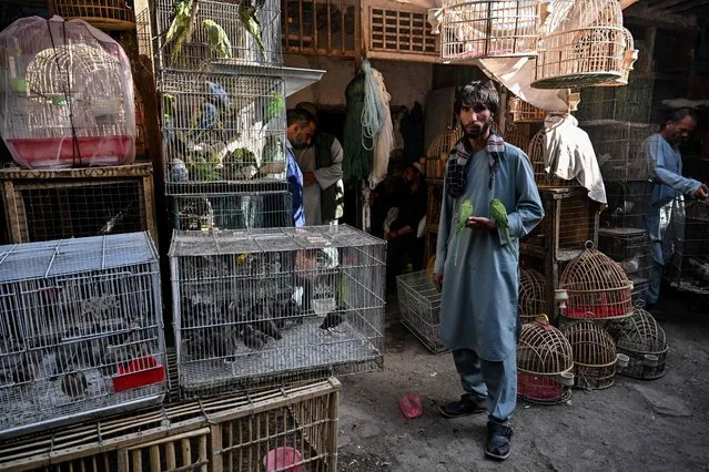A bird vendor holds two Indian ringneck parrots as he waits for customers in the Ka Faroshi bird market in Kabul on July 16, 2022. (Photo by Lillian Suwanrumpha/AFP Photo)