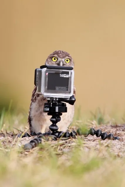 Wide-Eyed Burrowing Owlet posing for selfies in front of a GoPro on May 10, 2015 in Cape Coral, Florida. (Photo by Megan Lorenz/Barcroft Images)