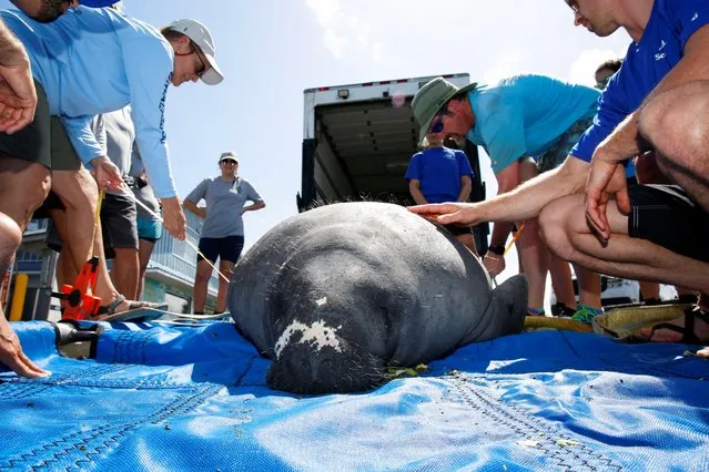 The SeaWorld Rescue team along with the U.S. Fish & Wildlife Service, and the Florida Fish and Wildlife Conservation Commission prepare to release a manatee, which had been found in Texas waters suffering from cold stress, flipper damage and other ailments before being rehabilitated in San Antonio for seven months, at Pete's Pier in Crystal River, Florida, U.S. July 27, 2022. (Photo by Octavio Jones/Reuters)