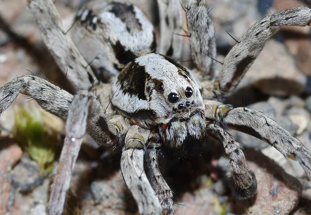 One of Britain’s largest spiders, the great fox-spider, has been discovered on a Ministry of Defence training ground in Surrey having not been seen in the country for 21 years. (Photo by Mike Waite/Surrey Wildlife Trust)