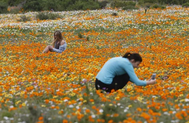 Visitors sit amongst wild flowers in the Postberg section of South Africa's West Coast National Park, September 6, 2015. (Photo by Mike Hutchings/Reuters)