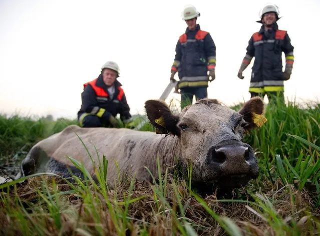 A cow is stuck in a ditch in Billwerder, Hamburg, Germany, 12 September 2014. Firefighters failed to pull the animal out of the mud by hand but later it was rescued by a tractor. (Photo by Daniel Bockwoldt/EPA)