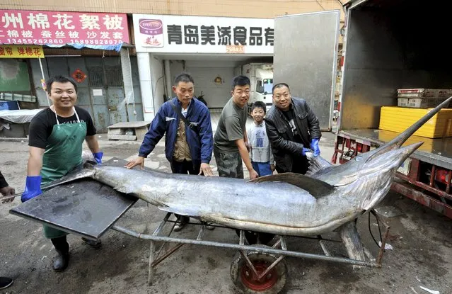Seafood vendors pose for photographs with a giant swordfish after unloading it from a truck, in Qingdao, Shandong province, China, September 12, 2015. The 4.1-metre-long (13.5 feet) swordfish, weighed about 309.5 kilograms (682 lbs), was caught by local fishermen on Friday, local media reported. (Photo by Reuters/Stringer)