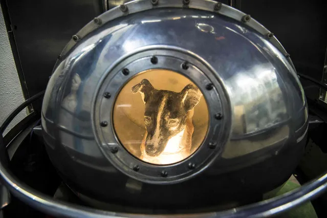 A picture taken on November 1, 2017 shows an effigy of the dog Laika, the first living creature in space, inside a replica of satellite Sputnik II at the Central House of Aviation and Cosmonautics in Moscow Three and a half years before Russian cosmonaut Yuri Gagarin became the first man in space, a dog called Laika was in 1957 the first living being to orbit the Earth. The stray from Moscow is one of many animals who preceded humans in the conquest of space; like most of the others, she did not survive. (Photo by Mladen Antonov/AFP Photo)