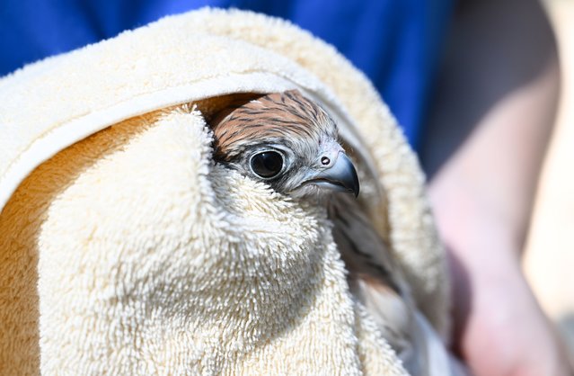 Gucci, a Nankeen Kestrel having its final health checks before being released by wildlife veterinarian Dr Bree Talbot after 14 months of veterinary and rehabilitation care on February 18, 2025 in Byron Bay, Australia. Gucci, a diminutive bird of prey was rescued on a rainy Christmas Eve 2023 by Sydney Wildlife Rescue volunteer Jessica Crause, after being found inside the Sydney CBD retail store of luxury brand Gucci. The bird was befouled in engine grease leading to concerns she had become trapped in a garage in Australia's largest city. The Raptor Recovery Centre is a one-of-a-kind facility providing expert veterinary care and long-term rehabilitation of sick, injured and orphaned birds of prey. Its large round aviaries accelerate recovery of injured raptors by allowing them to gain strength through prolonged circular flight patterns. Gucci's recovery and release was a 14-month collaboration between Sydney Wildlife Rescue, Feathered Friends and Byron Bay Wildlife Hospital. The Hospital operates its Raptor Recovery Centre as a registered charity and is seeking philanthropic donations and naming rights sponsorship. (Photo by James D. Morgan/Getty Images)