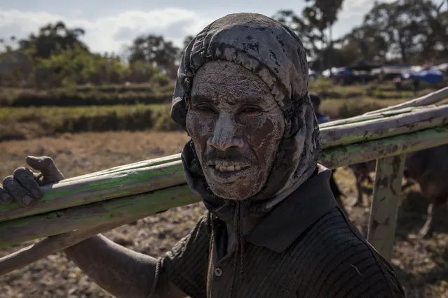 A jockey's face is covered in mud during the Barapan Kebo or buffalo races as part of the Moyo festival on September 12, 2015 in Sumbawa Island, West Nusa Tenggara, Indonesia. The traditional Buffalo races, known as Barapan Kebo, are held by Samawa tribes in muddy rice fields to celebrate and provide entertainment ahead of the annual planting season. Jockeys secure themselves on a wooden structure attached to the buffalo, and manoeuvre across the mud in a race to the finish line. (Photo by Ulet Ifansasti/Getty Images)
