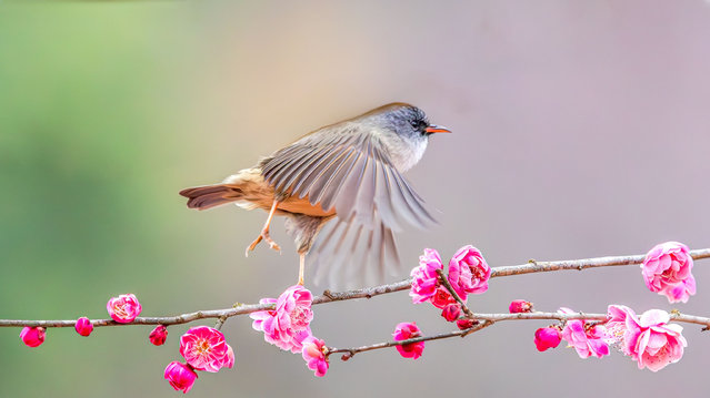 A bird rests on a plum tree branch in Chongqing, China, on February 17, 2025. (Photo by Costfoto/NurPhoto/Rex Features/Shutterstock)