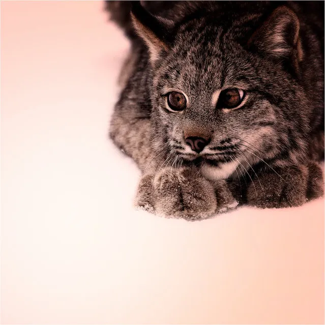 Canadian Lynx.