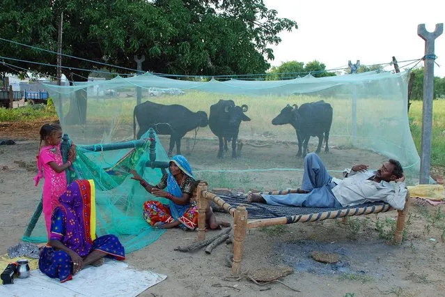 “Life and Environment”. Nal Sarovar, near Ahemadabad in Gujarat, India: Life and environment by Dimple Pancholi. (Photo and caption by Dimple Pancholi/UK Society of Biology Photography Award 2014)