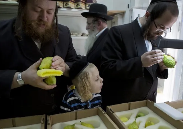 Ultra-Orthodox Jews inspect etrogs, or citrons, inside a shop in the Mea Shearim neighbourhood in Jerusalem, 07 October 2014, as they look to purchase an unblemished fruit ahead of the holiday of Sukkot. (Photo by Jim Hollander/EPA)