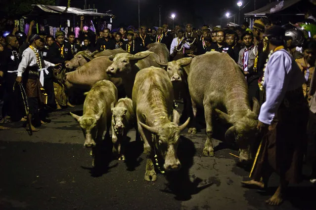 White buffalos (kebo bule) are shepherded at the rituals night carnival “1st Suro” ( Javanese calender) during  Islamic New Year celebrations at Kasunanan Palace on November 15, 2012 in Solo City, Central Java, Indonesia. Javanese will celebrate the national holiday with ceremonies and rituals marking the 1434th Islamic New Year's Eve or “1st Suro”. The parade started from Keraton Kasunanan and is headed by a group of albino buffaloes, known as Kebo Bule. Local people believe that the parade of Heirlooms and Kebo Bule will bring them a better life. (Photo by Ulet Ifansasti)