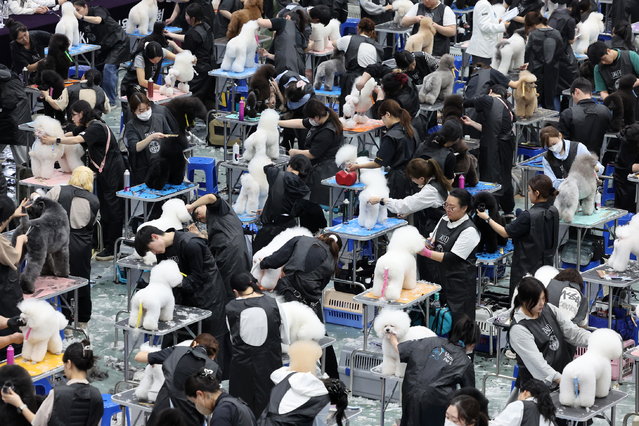 Contestants trim the hair of pet dogs during a contest of pet dog cosmeticians at the Korea Agro-Fisheries & Food Trade Corp. Center in Seoul, South Korea, 14 March 2025. The contest was held as part of a pet show, organized by the World Canine Organization, the largest international federation of national kennel clubs and purebred registries. (Photo by Yonhap/EPA)