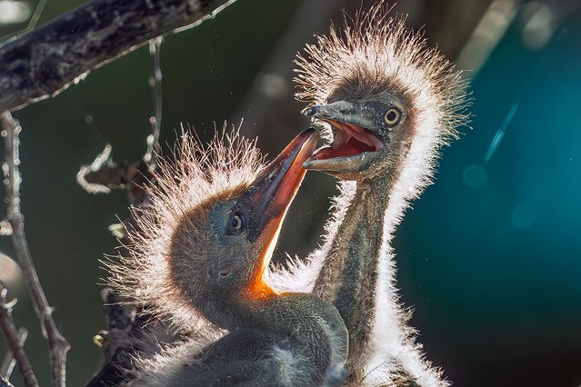 Tricolored Heron chicks in their nest at Wakodahatchee Wetlands in Delray Beach, Florida on March 27, 2025. (Photo by Ronen Tivony/ZUMA Press Wire/Rex Features/Shutterstock)