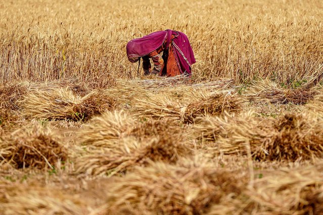 A farmer harvests wheat in a village on the outskirts of Ajmer, India, on Tuesday, March 25, 2025. (Photo by Himanshu Sharma/AFP Photo)