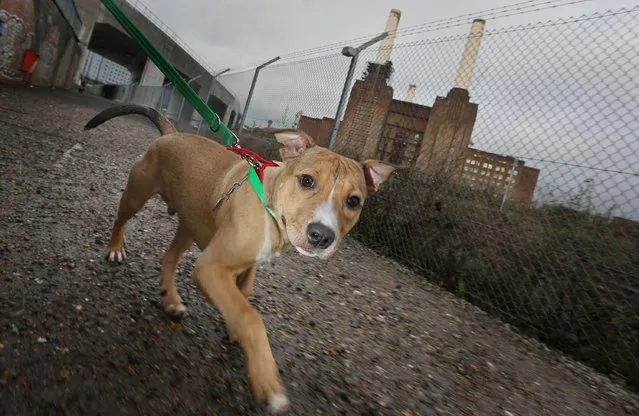 Misletony, a dog abandoned two days before Christmas, is exercised at Battersea Dogs and Cats Home on December 27, 2012 in London, England.  The home was founded 150 years ago and has rescued, reunited and rehomed over three million dogs and cats. The average stay for a dog is just 28 days although some stay much longer. Around 550 dogs and 200 cats are provided refuge by Battersea at any given time.  (Photo by Peter Macdiarmid)