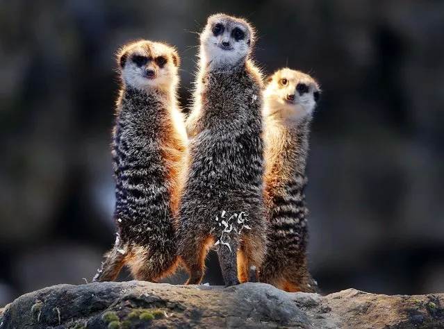 Meerkats chill under a heating lamp in their enclosure in the Opel zoo in Kronberg near Frankfurt, Germany, Tuesday, December 19, 2017. (Photo by Michael Probst/AP Photo)