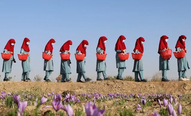 Afghan women carry baskets of saffron flowers in a field on the outskirts of Herat province on October 31, 2022. (Photo by Mohsen Karimi/AFP Photo)
