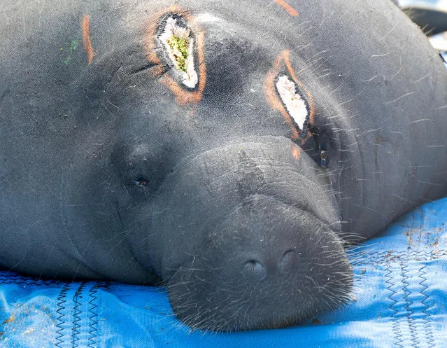 This handout photo released by the Florida Keys News Bureau shows an unnamed 1,295-pound rehabilitated male manatee with healed head wounds resting before being released back to Florida Keys waters, November 29, 2022, in Key Colony Beach, Florida. The adult male, measuring nearly 11 feet long, was rescued in April 2022 after a boat strike that caused propeller wounds across its head. Following rehabilitation, the marine mammal was released with two other rehabilitated manatees November 29 in the Florida Keys. (Photo by Andy Newman/Florida Keys News Bureau/AFP Photo)