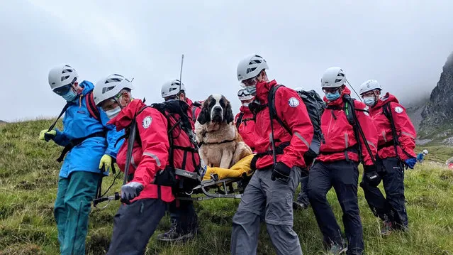 Sixteen volunteers from Wasdale mountain rescue team take turns to carry 121lb (55kg) St Bernard dog, Daisy from England's highest peak, Scafell Pike, Sunday July 26, 2020. The mountain rescue team spent nearly five hours rescuing St Bernard dog Daisy, who had collapsed displaying signs of pain in her rear legs and was refusing to move, while descending Scafell Pike. The Wasdale Mountain Rescue team rely on public contributions to their JustGiving.com/wasdalemrt page to fund their mountain safety efforts. (Photo by Wasdale Mountain Rescue via AP Photo)