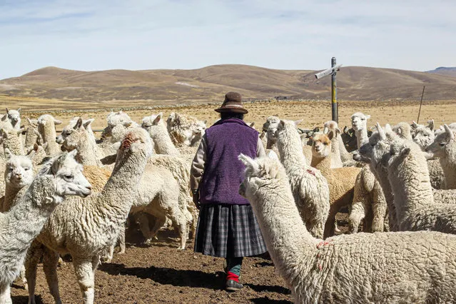 An Andean woman walks next to Alpacas in the Quechua community of Lagunillas in Puno, southern Peru, on December 2, 2022. The harsh drought in the Peruvian Andes has caused the death of animals such as alpacas and affected crops and the economy of local communities. It has forced the Peruvian government to declare a 60-day emergency in 111 districts of the region. (Photo by Juan Carlos Cisneros/AFP Photo)