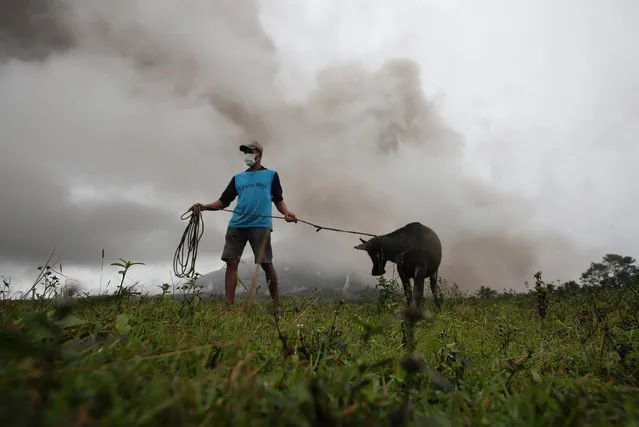 A farmer gets his calf to bring to the nearest evacuation centre after Mayon Volcano spews ashes in Camalig, Albay province, Philippines, January 17, 2018. (Photo by Reuters/Stringer)