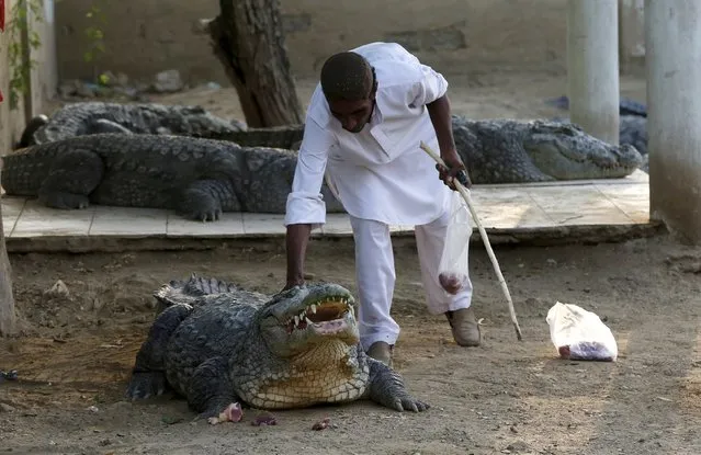 Caretaker Khalifa Sajad feeds the crocodiles at the Sufi shrine of Hasan-al-Maroof Sultan Manghopir, better known as the Crocodile Shrine, on the outskirts of Karachi, Pakistan October 11, 2015. (Photo by Akhtar Soomro/Reuters)