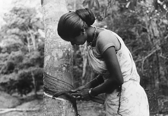 A native Malaysian girl tree tapper at work, on February 3, 1943. Considerable skill is required for the tapping of a rubber tree, as the latex lodges against thin layers of cells that separate bark from wood. As these cells always run in a downward direction, from right to left, the cut usually is at a 30 degree angle in the opposite direction, from left to right, if too deep the bark will not reproduce; if not deep enough the yield is diminished. (Photo by AP Photo)