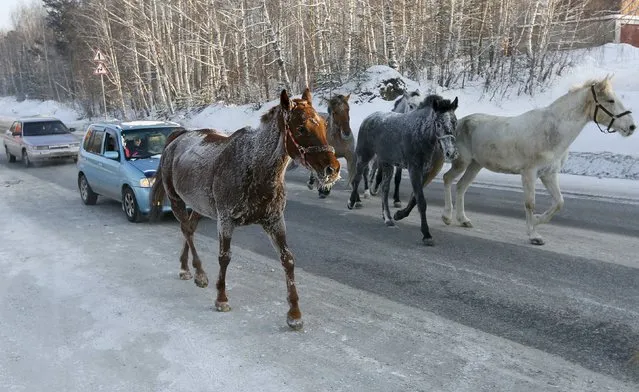 Horses walk in front of cars along the M54 federal highway on a frosty winter day outside Krasnoyarsk, Siberia, Russia January 11, 2017. (Photo by Ilya Naymushin/Reuters)