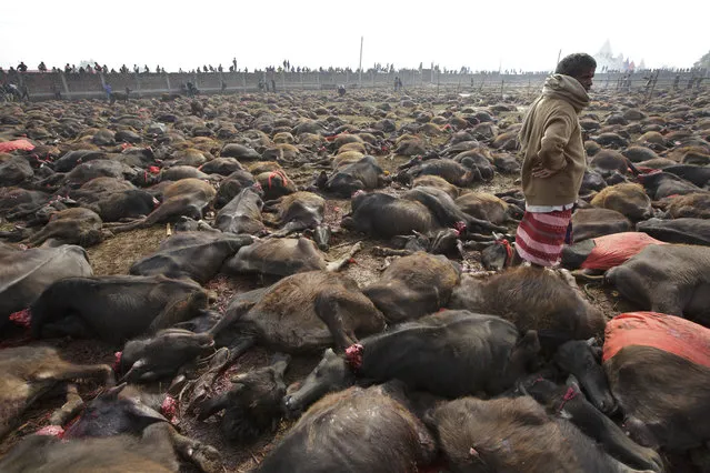 In this photo, bodies of buffalos killed as sacrifice during the Gadhimai Festival are seen on the ground in Bara, Nepal on Friday, November 28, 2014. (Photo by Kuni Takahashi/AP Images for Humane Society International)