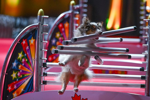 Spurt, an Australian Shepherd performs a obstacle run during Wild Wild Woof A SuperDogs Country & Western Spectacle at the 2025 K-Days Festival in Edmonton, Alberta, Canada, on July 26, 2025. With fast-paced races, gold-prospecting stunts, and plenty of tail-wagging charm, the SuperDogs deliver a high-energy country show the whole family can cheer for. (Photo by Artur Widak/Anadolu via Getty Images)