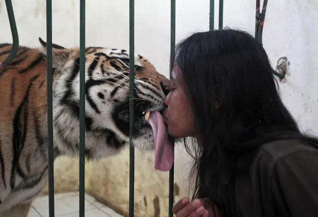 Four-year-old bengal tiger “Mulan Jamila” plays with keeper Soleh at Al Khaffah Islamic school in Malang, Indonesia's East Java province March 19, 2013. The tiger, a gift from a friend, is kept as a pet at the school under a government permit, according to the school. Soleh has fed the tiger 5 kg (11 lbs) of meat per day since the animal was three months old. Picture taken March 19, 2013. (Photo by Sigit Pamungkas/Reuters)