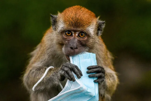 A macaque monkey attempts to eat a face mask, used as a preventive measure against the spread of the COVID-19 novel coronavirus, left behind by a passerby in Genting Sempah in Malaysia’s Pahang state on October 30, 2020. (Photo by Mohd Rasfan/AFP Photo)