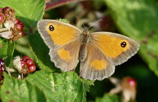 A Meadow butterfly rests on a bramble leaf in Dunsden, Oxfordshire, UK on July 25, 2025. Some spotters have seen an increase in butterflies this year. (Photo by Geoffrey Swaine/Rex Features/Shutterstock)
