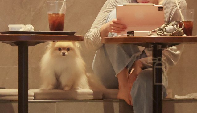 On the afternoon of the August 16, 2025, citizens were using a franchise cafe in Guri-si, Gyeonggi-do with their dogs. (Photo by Park Seong-won)