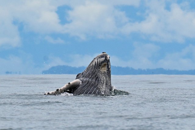 A humpback whale leaps in the waters of the Pacific Ocean near Buenaventura, Valle del Cauca department, Colombia on September 20, 2025. Humpback whales (Megaptera novaeangliae) migrate annually from the Antarctic Peninsula to peek into the Colombian Pacific Ocean coast, with an approximate distance of 8,500 km, to give birth and nurse their young. (Photo by Joaquin Sarmiento/AFP Photo)