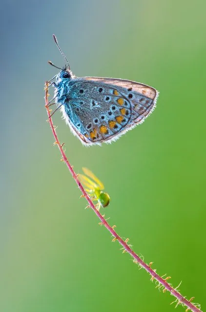 Blue and gold spotted butterfly sits at the top of its branch, July 2016. (Photo by Petar Sabol Sharpeye/Rex Features/Shutterstock)