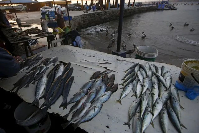 Fresh fish is displayed for sale at a market at Pescadores beach in the Chorrillos district of Lima, October 27, 2015. (Photo by Mariana Bazo/Reuters)